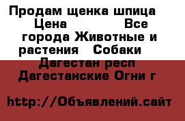 Продам щенка шпица.  › Цена ­ 15 000 - Все города Животные и растения » Собаки   . Дагестан респ.,Дагестанские Огни г.